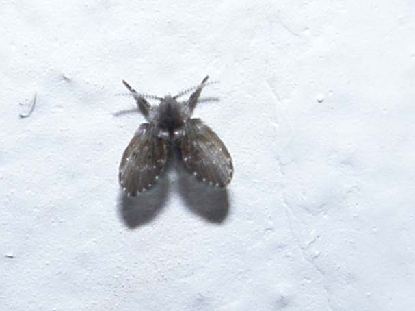 Psychodidae:  Clogmia albipunctata