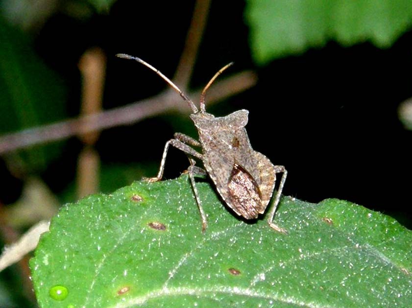 Coreidae: Coreus marginatus (adulti e ninfe) di Volano (FE)