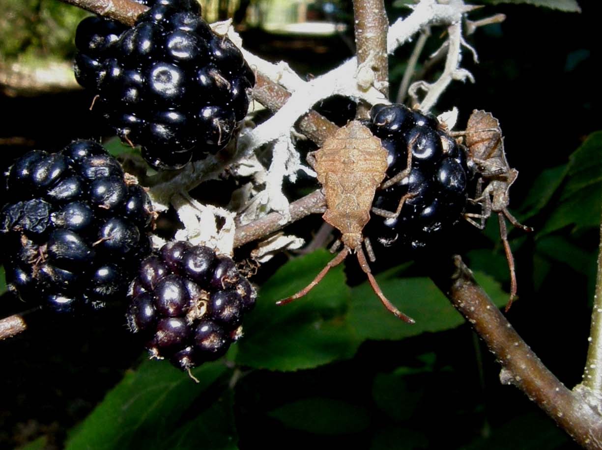 Coreidae: Coreus marginatus (adulti e ninfe) di Volano (FE)