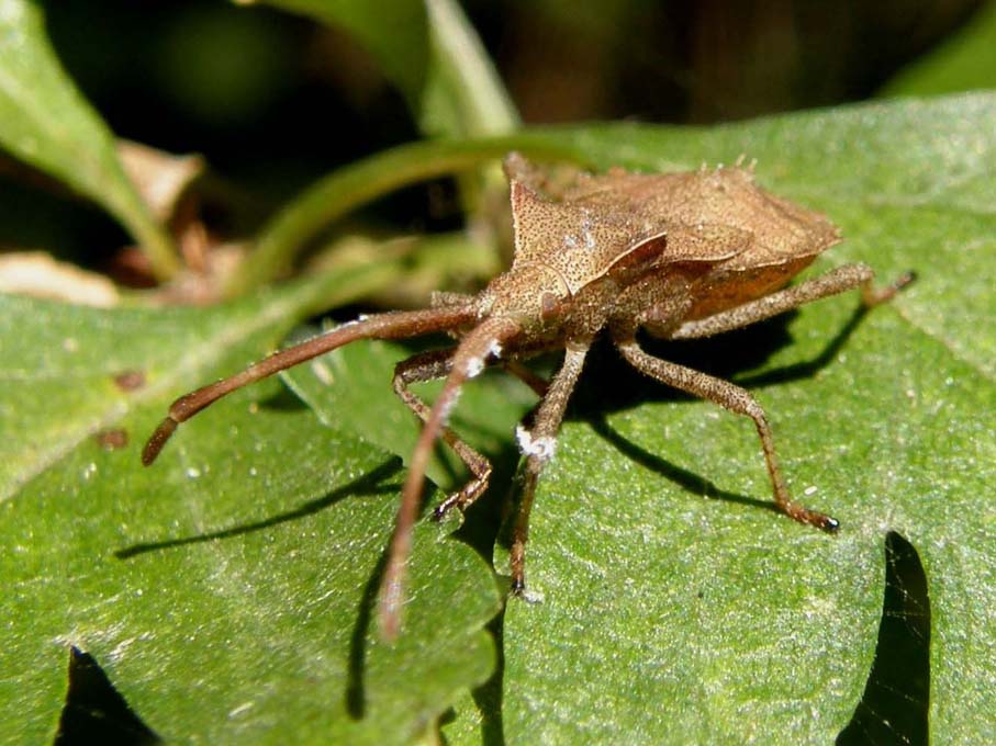 Coreidae: Coreus marginatus (adulti e ninfe) di Volano (FE)