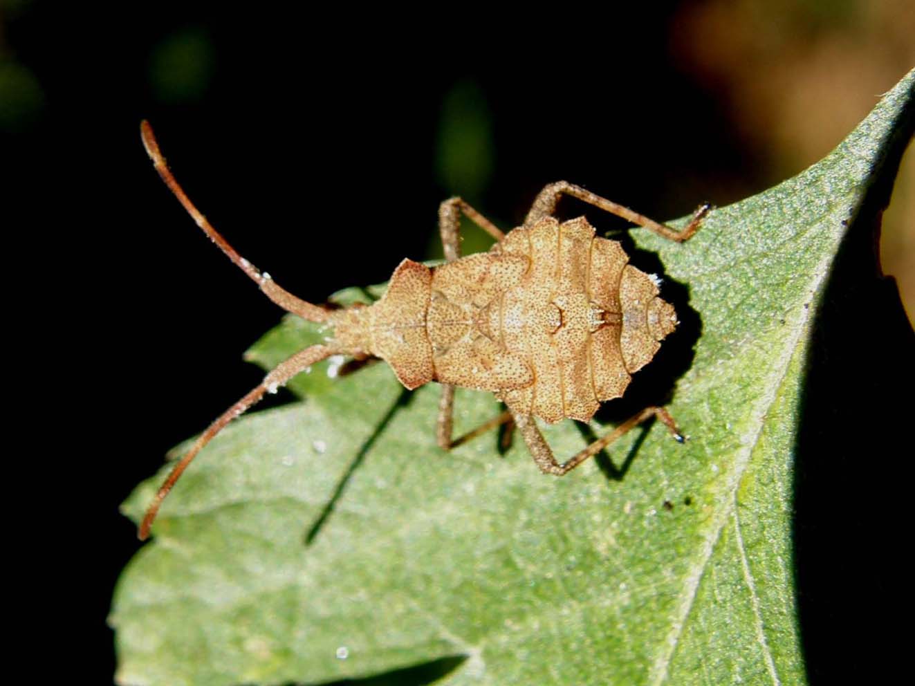 Coreidae: Coreus marginatus (adulti e ninfe) di Volano (FE)