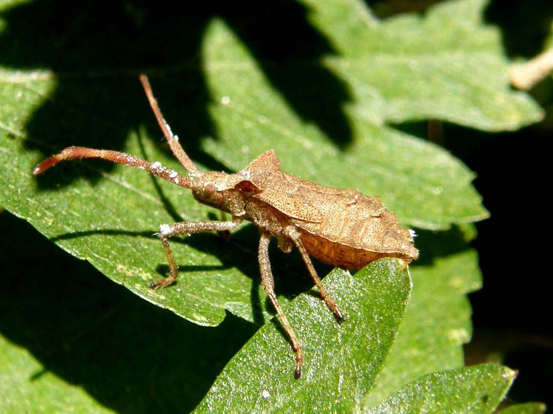 Coreidae: Coreus marginatus (adulti e ninfe) di Volano (FE)