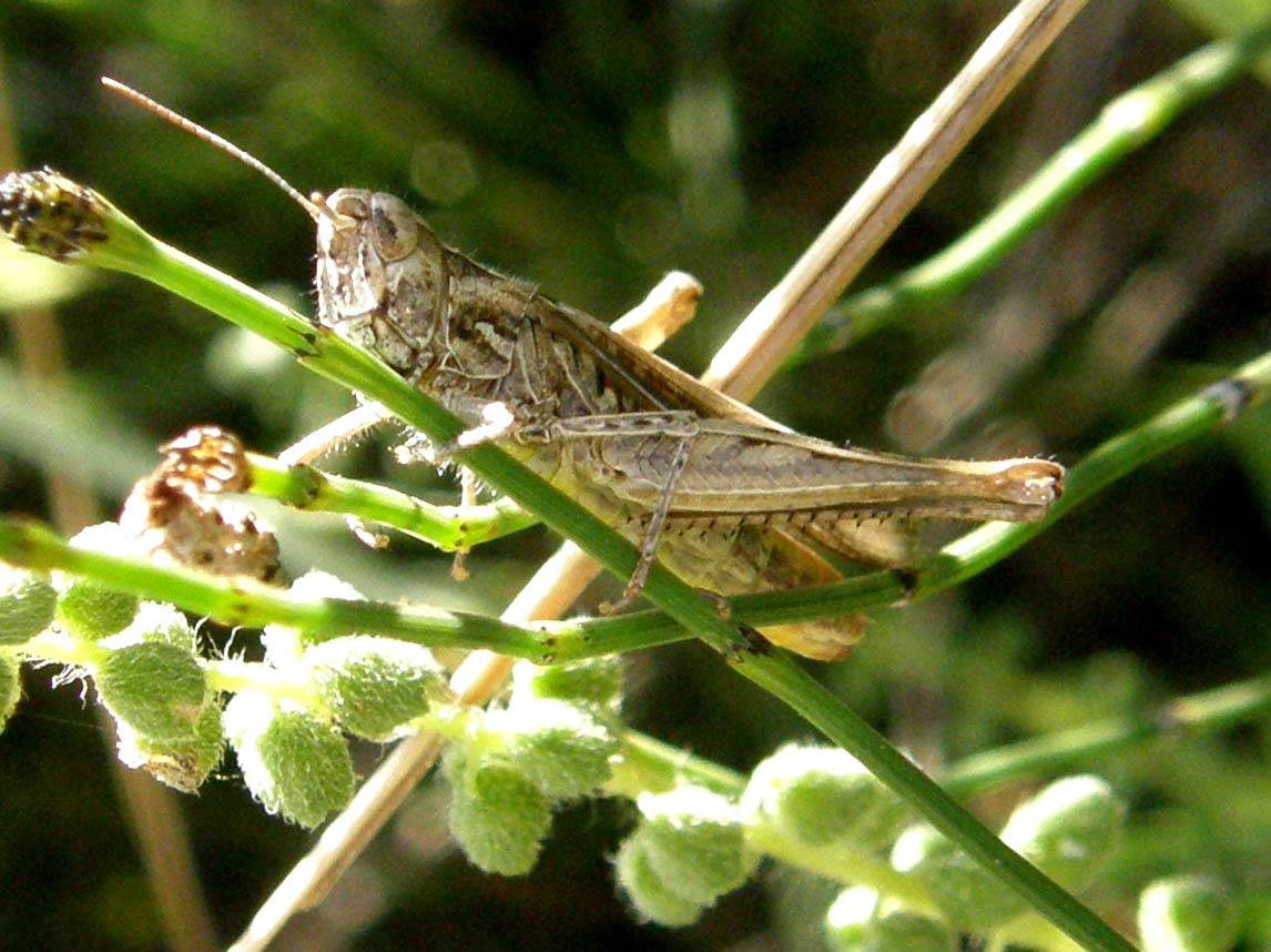 Acrididae: Oedipoda sp. e Chorthippus (Glyptobothrus) sp.