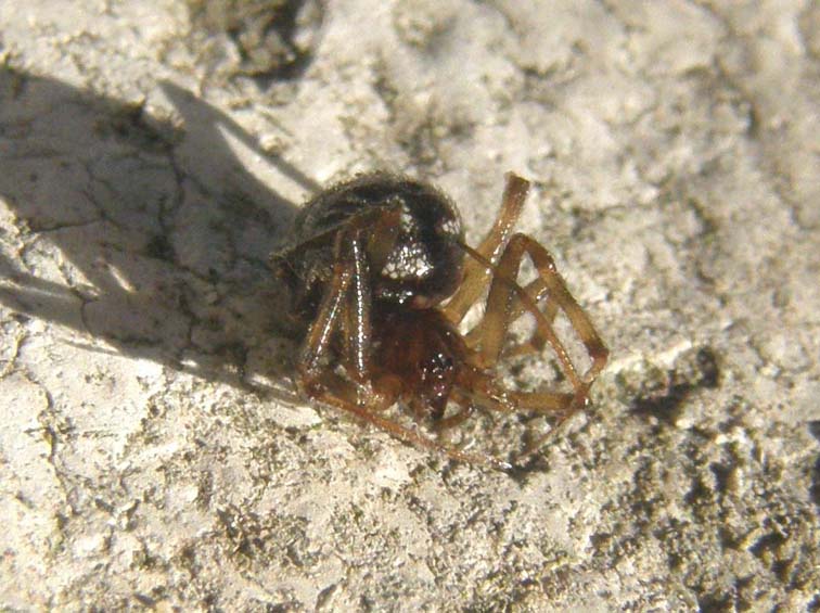 Steatoda sp.