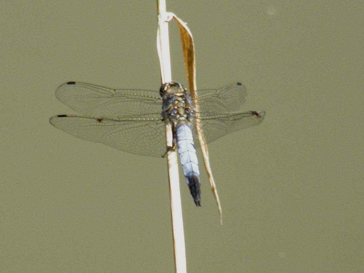 Libellula depressa - Orthetrum cancellatum (maschio)