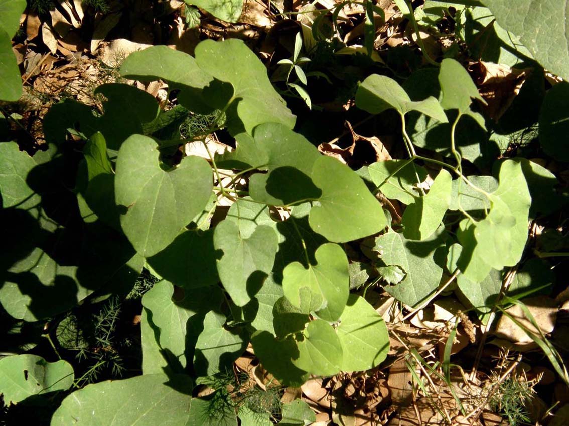 Foglie cuoriformi: Aristolochia clematitis