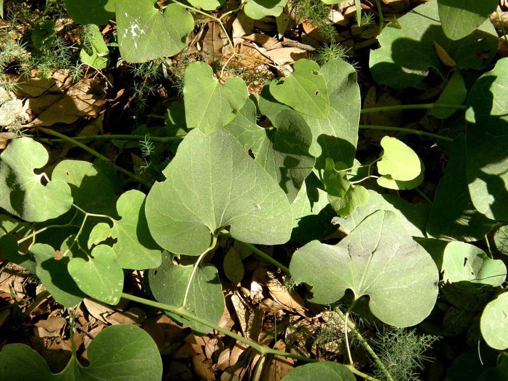 Foglie cuoriformi: Aristolochia clematitis