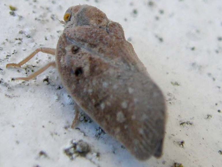 Cicadellidae o Aphrophoridae?....Flatide: Metcalfa pruinosa