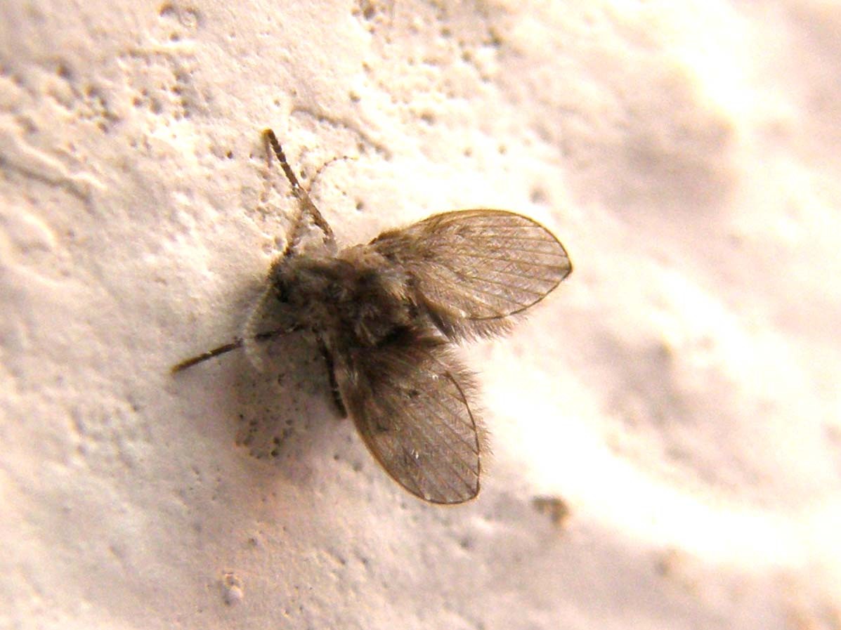 Psychodidae:  Clogmia albipunctata