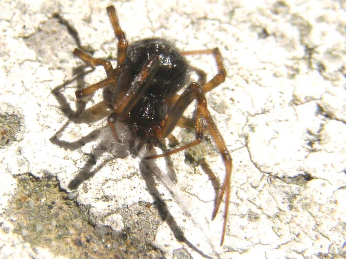 Steatoda sp.