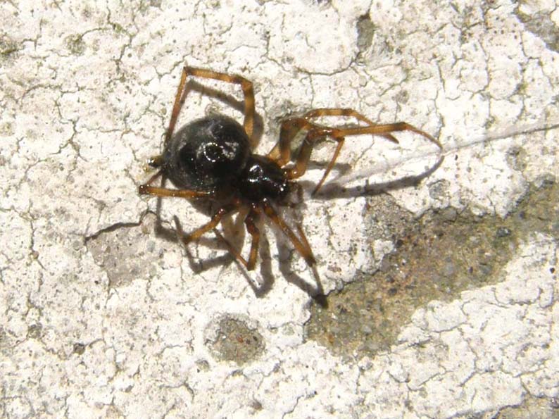 Steatoda sp.
