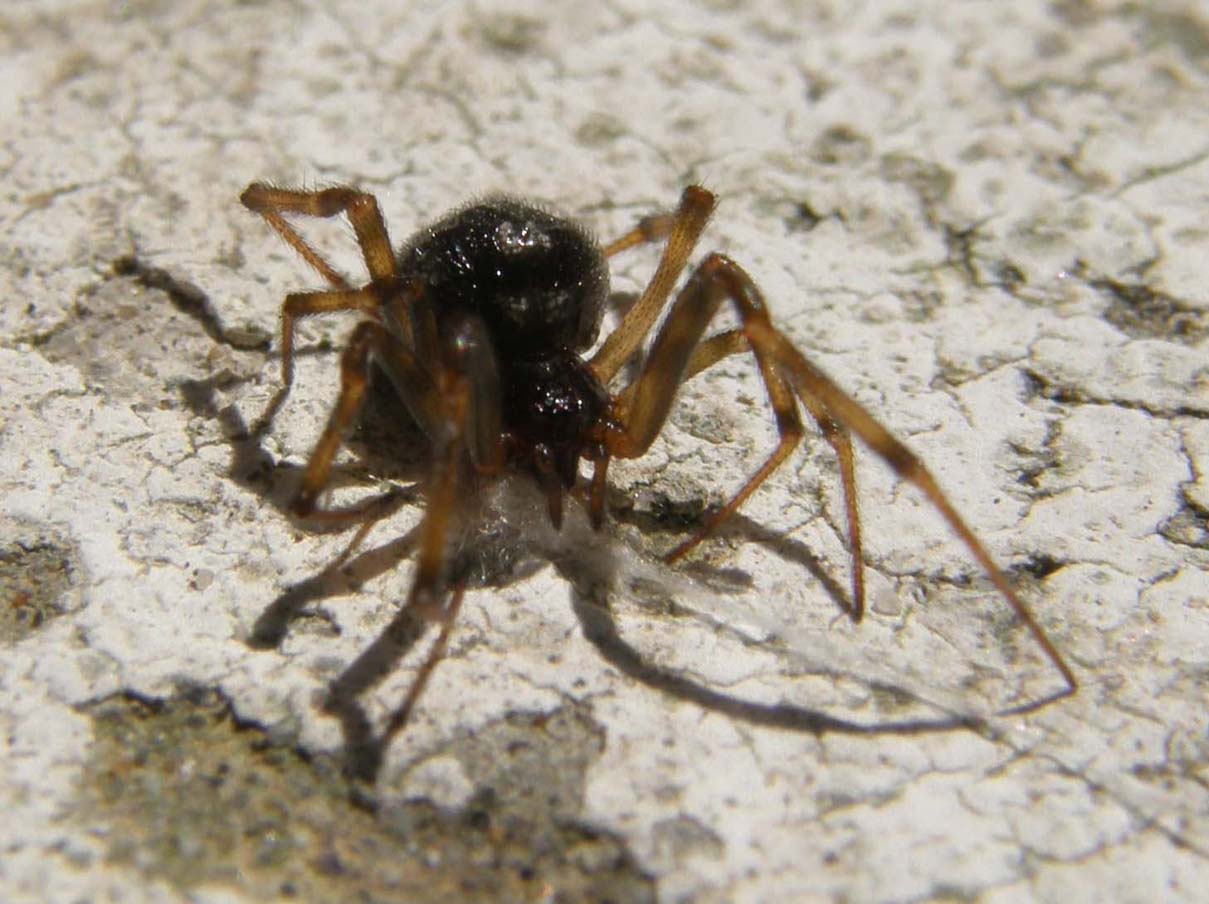 Steatoda sp.