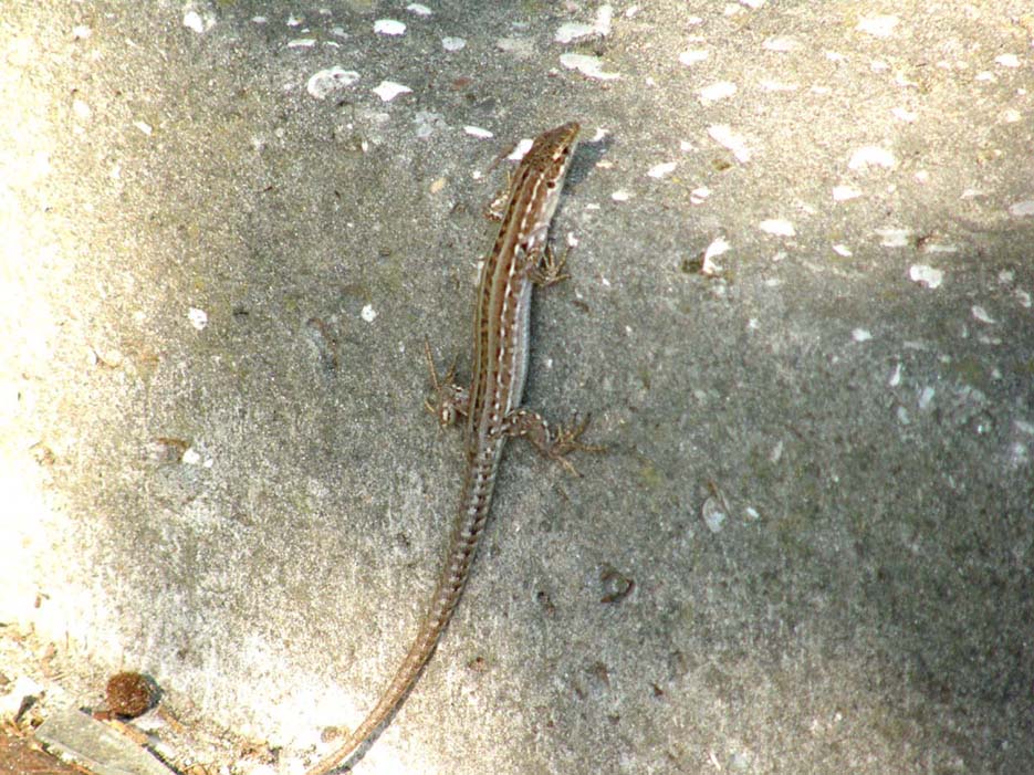 Lucertole del Delta del Po.