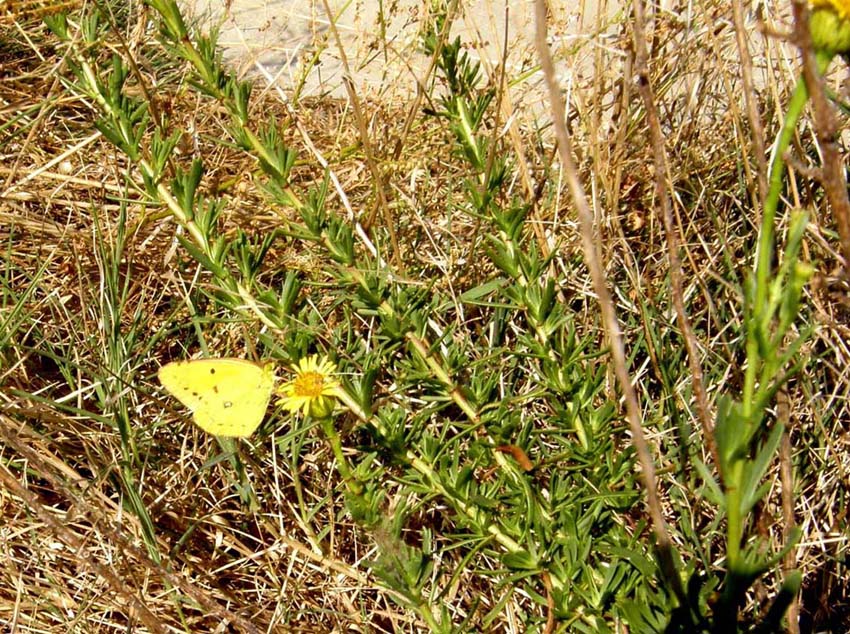 Limbarda crithmoides