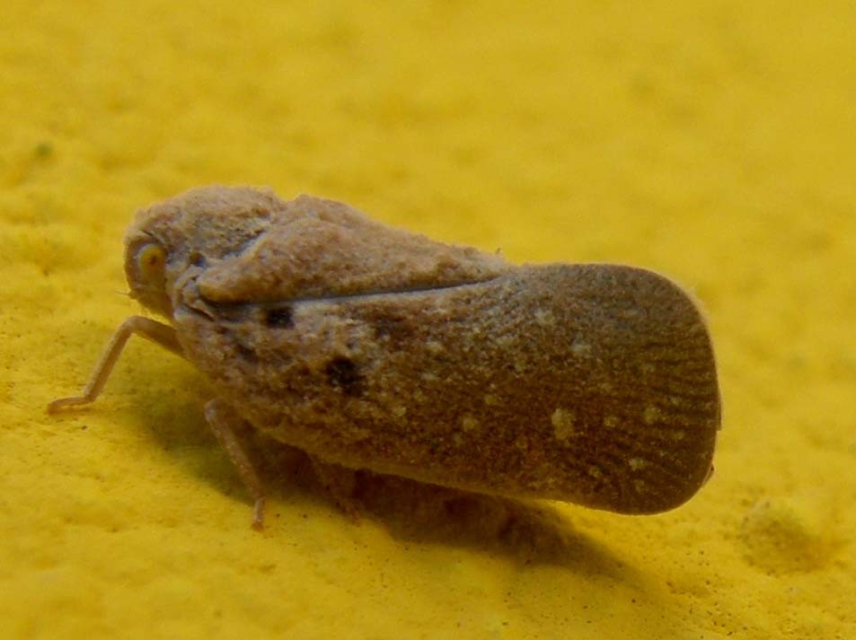 Cicadellidae o Aphrophoridae?....Flatide: Metcalfa pruinosa