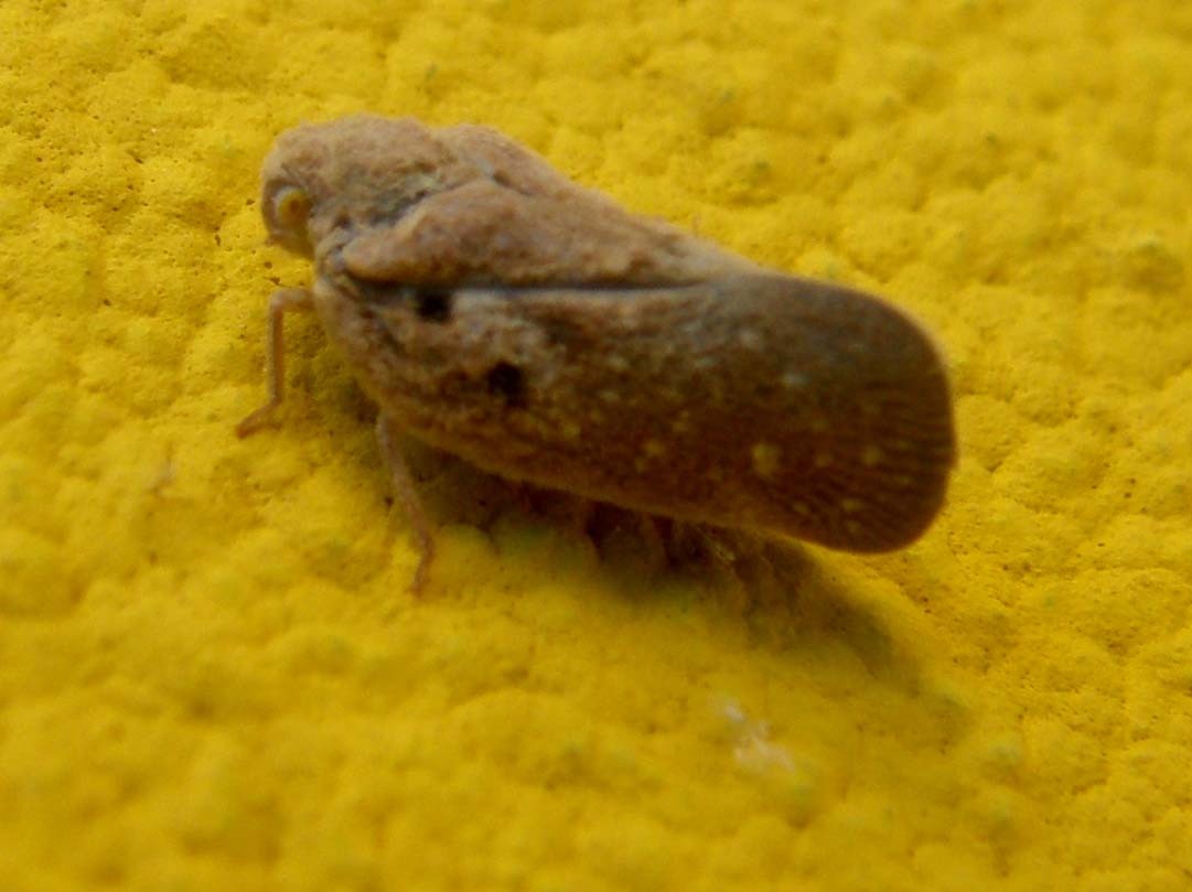Cicadellidae o Aphrophoridae?....Flatide: Metcalfa pruinosa