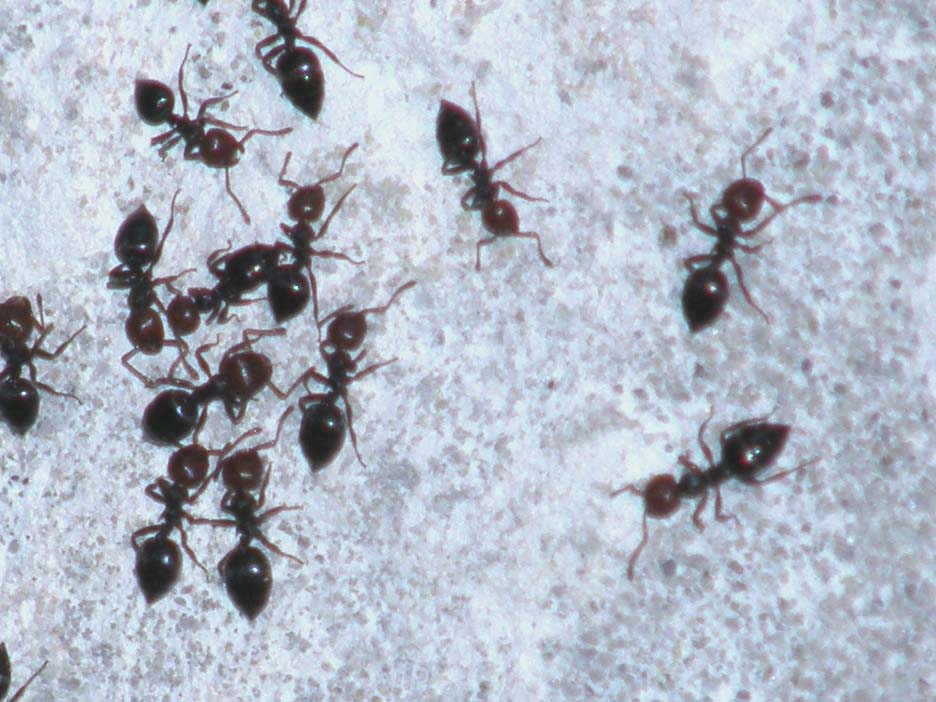 Formiche in processione: Crematogaster scutellaris
