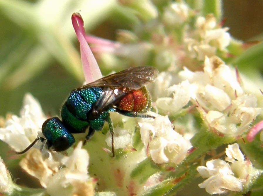 Piccolo criside su fiore: Holopyga jurinei