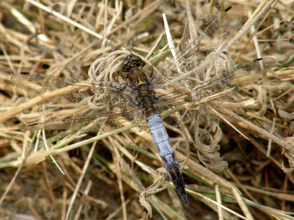 Libellula depressa - Orthetrum cancellatum (maschio)