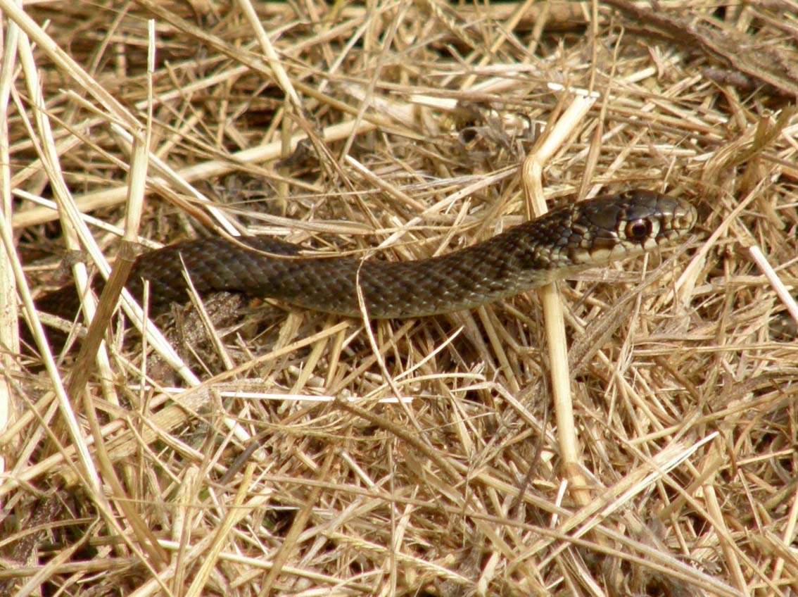 Natrix natrix? No,  Biacco (Hierophis viriflavus)