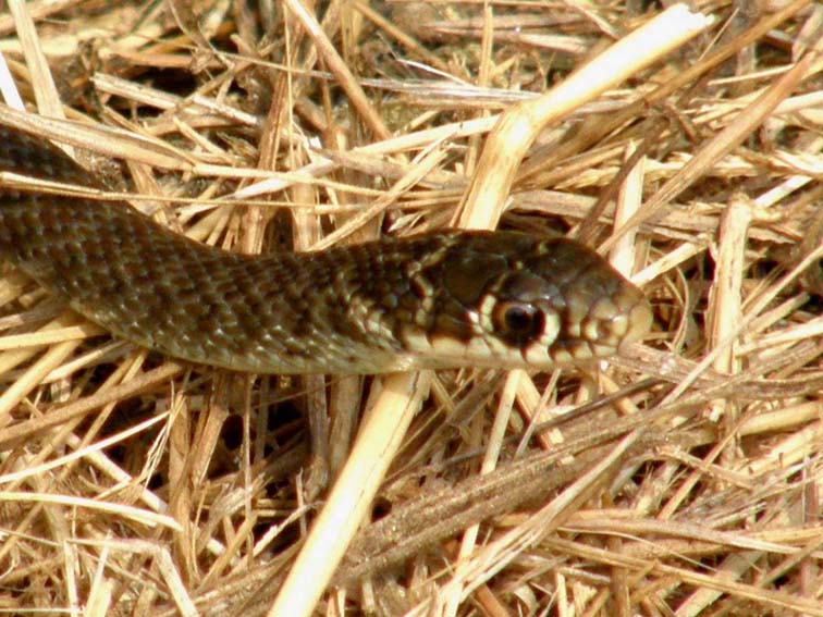 Natrix natrix? No,  Biacco (Hierophis viriflavus)