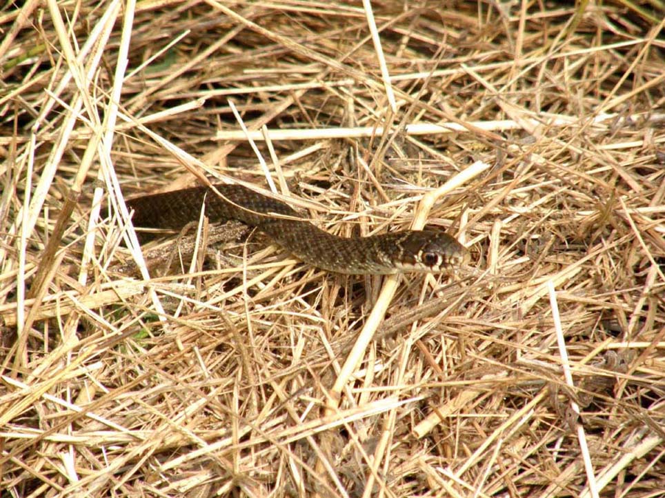 Natrix natrix? No,  Biacco (Hierophis viriflavus)