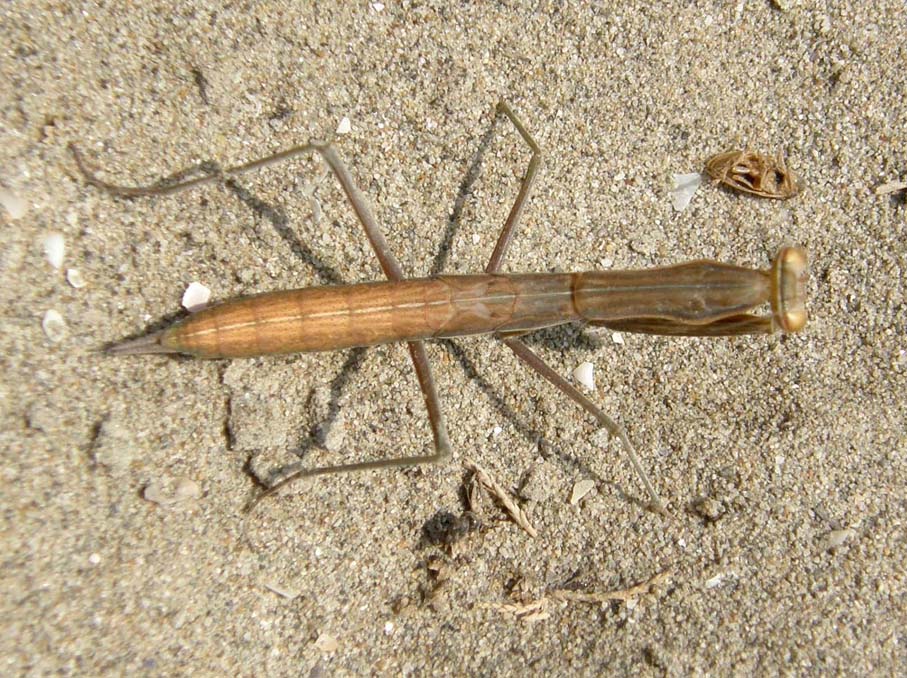 Mantide attera da identificare: Mantis religiosa