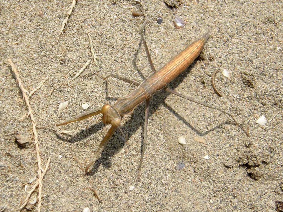 Mantide attera da identificare: Mantis religiosa