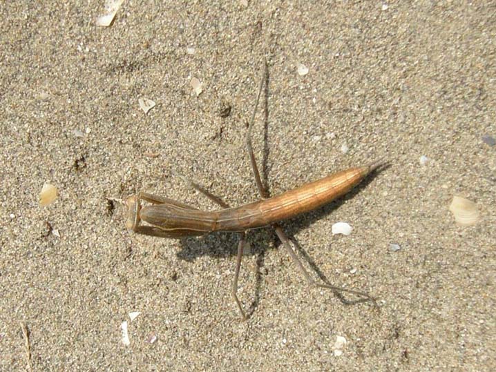 Mantide attera da identificare: Mantis religiosa