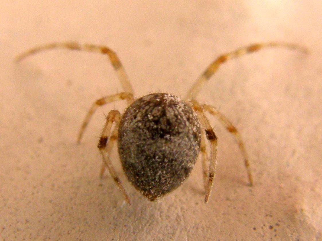 Parasteatoda spp.
