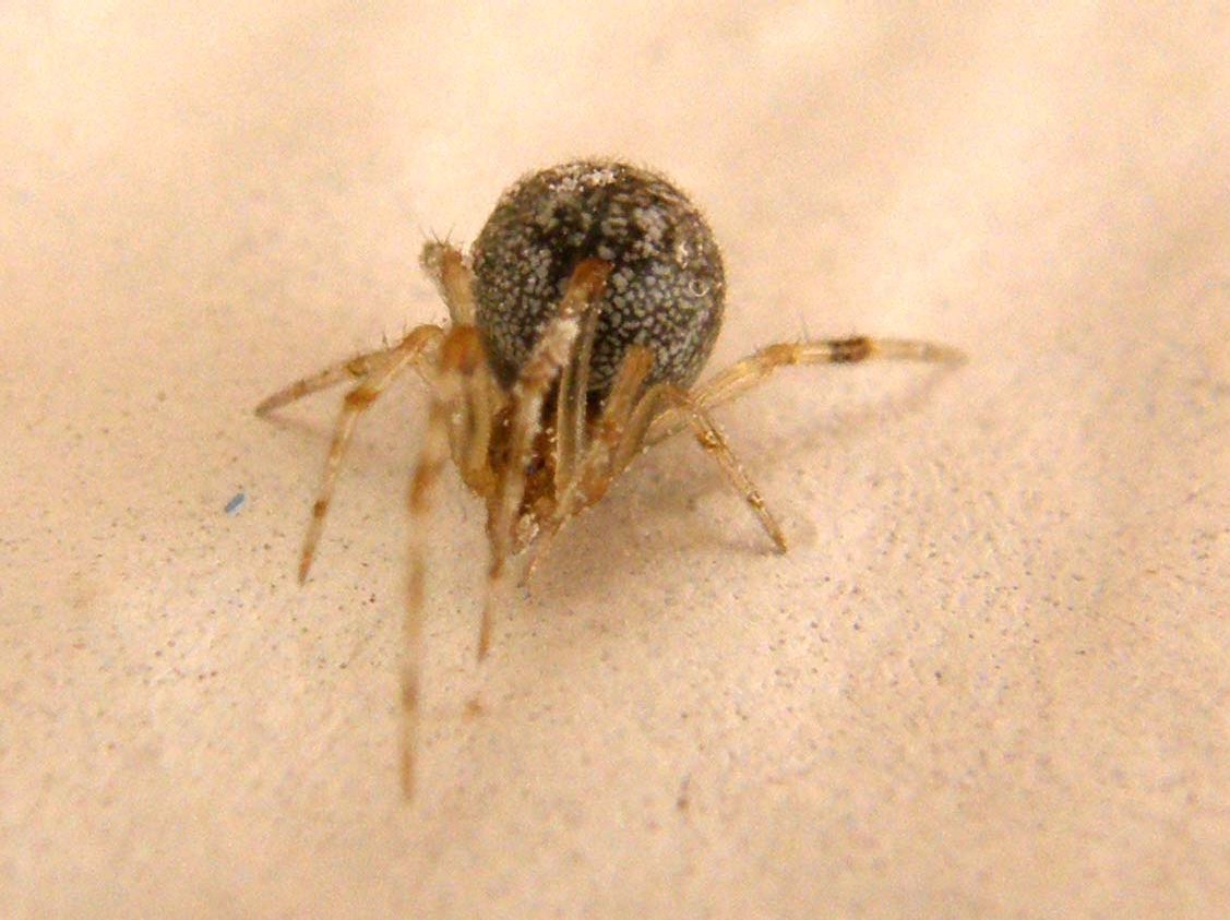 Parasteatoda spp.