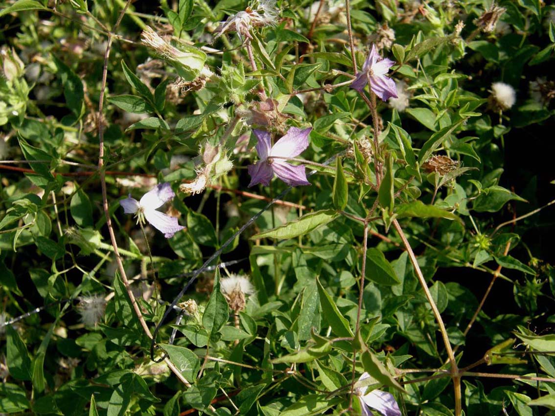 Fiore violetto a quattro petali - Clematis viticella