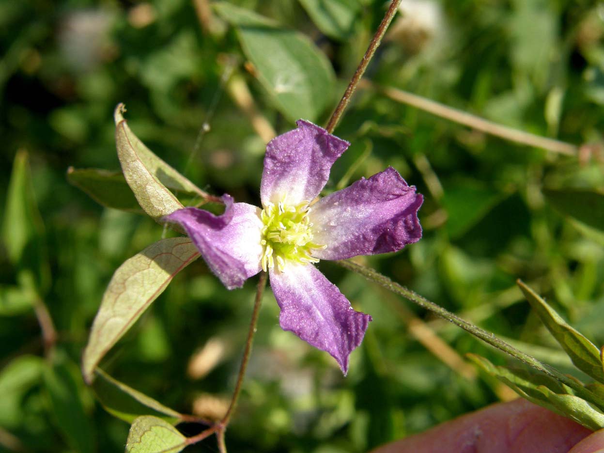 Fiore violetto a quattro petali - Clematis viticella