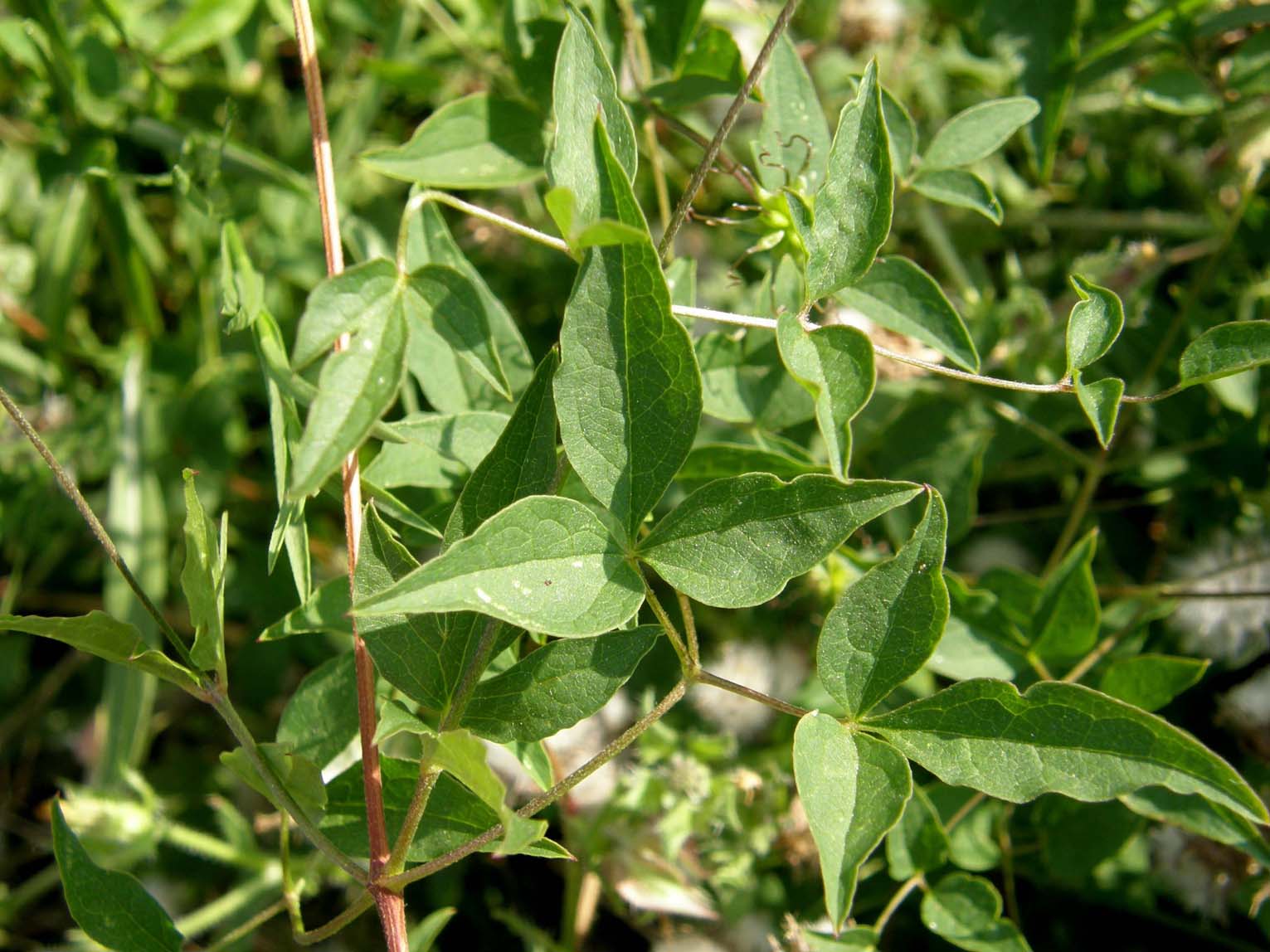 Fiore violetto a quattro petali - Clematis viticella