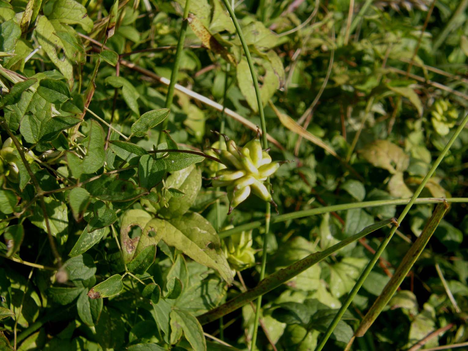 Fiore violetto a quattro petali - Clematis viticella