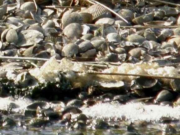 Opera della natura, o c''è lo zampino dell''uomo?