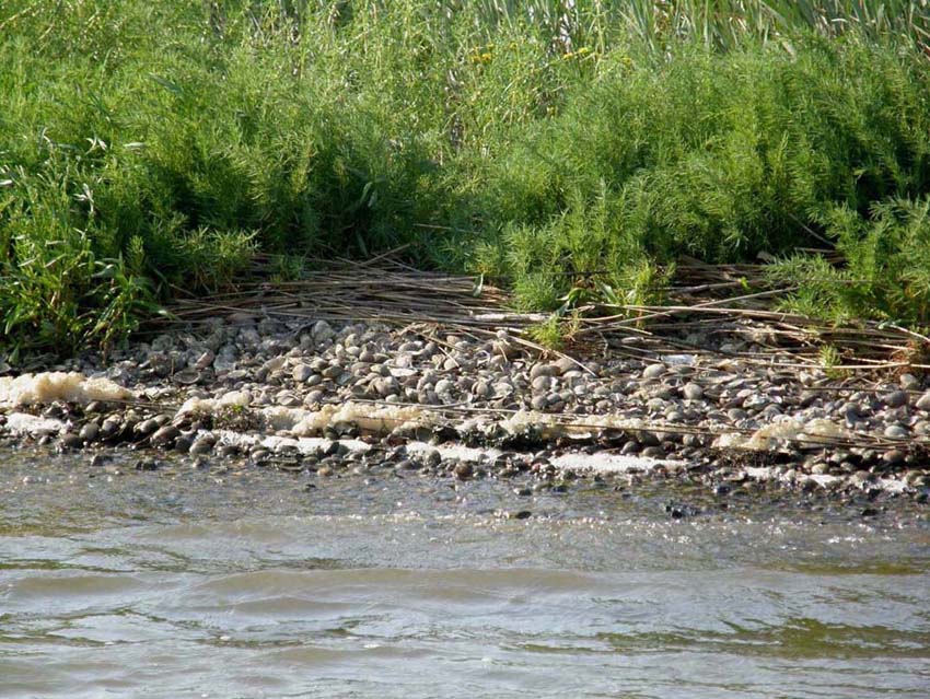 Opera della natura, o c''è lo zampino dell''uomo?