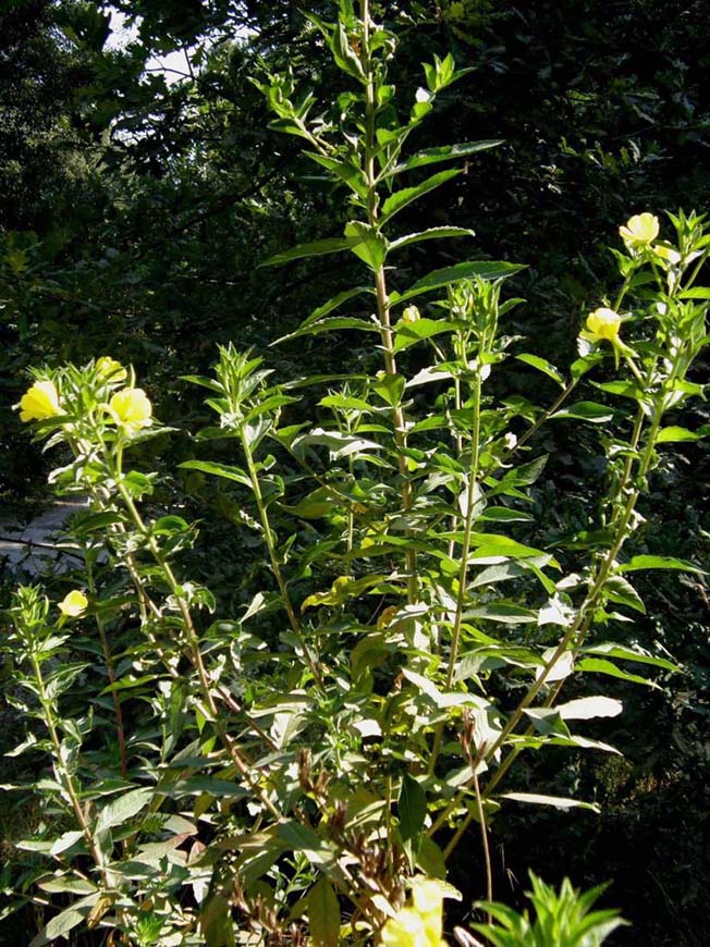Oenothera biennis (Myrtales - Onagraceae)