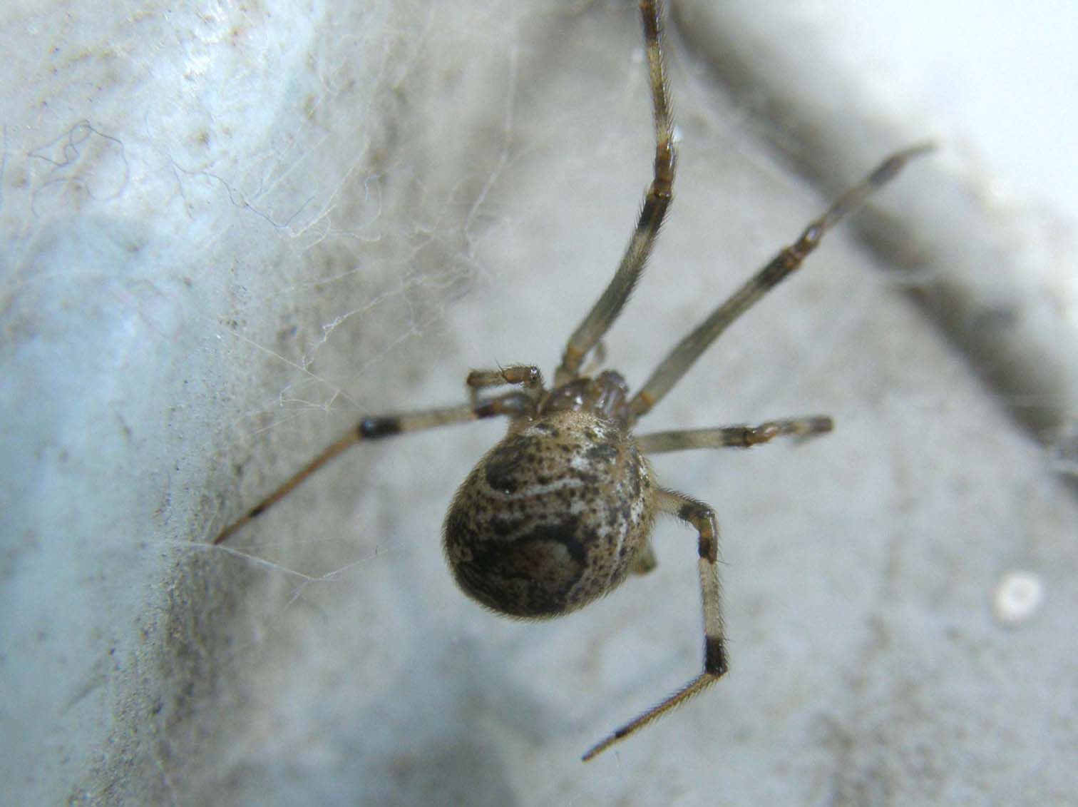 Parasteatoda spp.