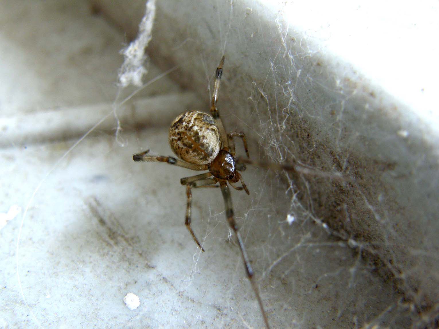 Parasteatoda spp.