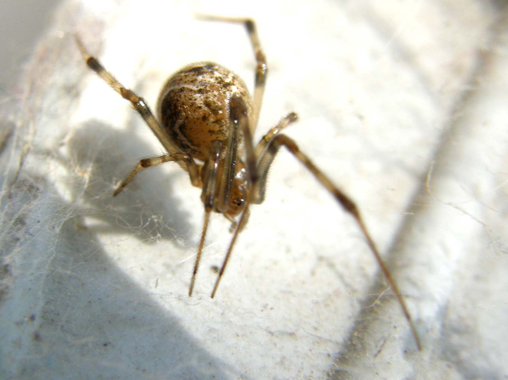 Parasteatoda spp.