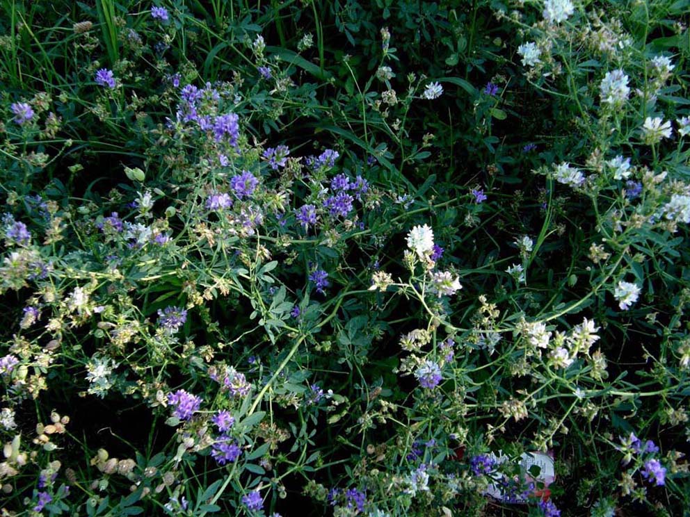 I colori dell''erba medica:  Medicago sativa (Fabaceae)