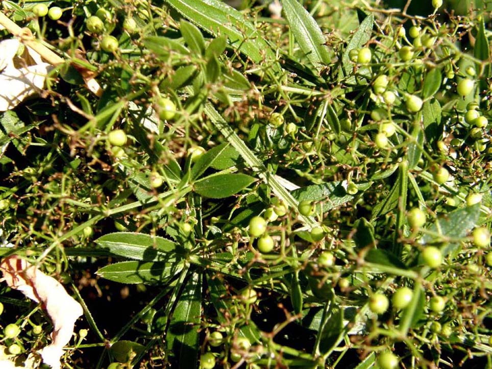 Bacche verdi e steli ...appiccicosi - Rubia peregrina sl.