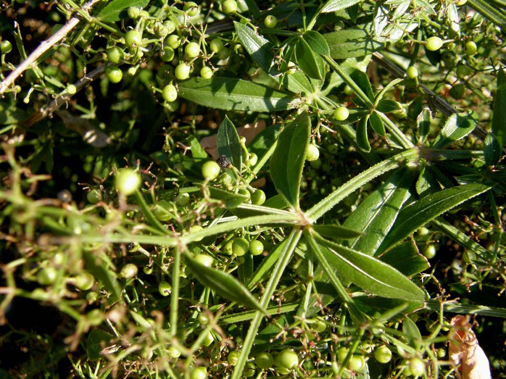Bacche verdi e steli ...appiccicosi - Rubia peregrina sl.