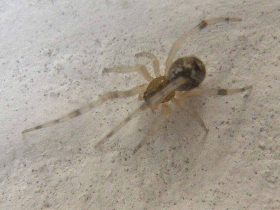 Theridion sp. ?