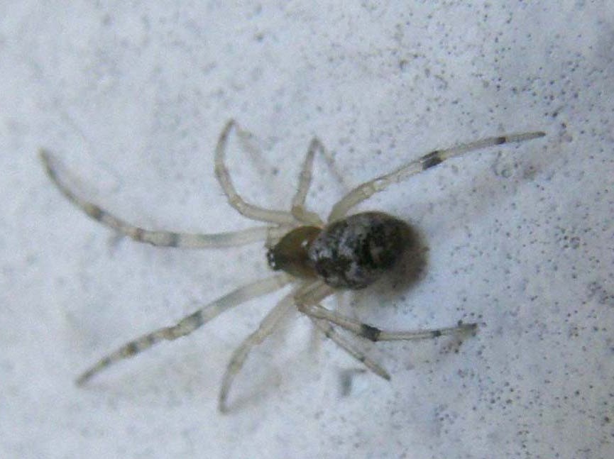 Theridion sp. ?