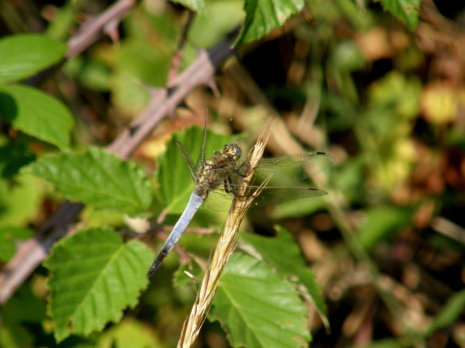Libellula depressa - Orthetrum cancellatum (maschio)
