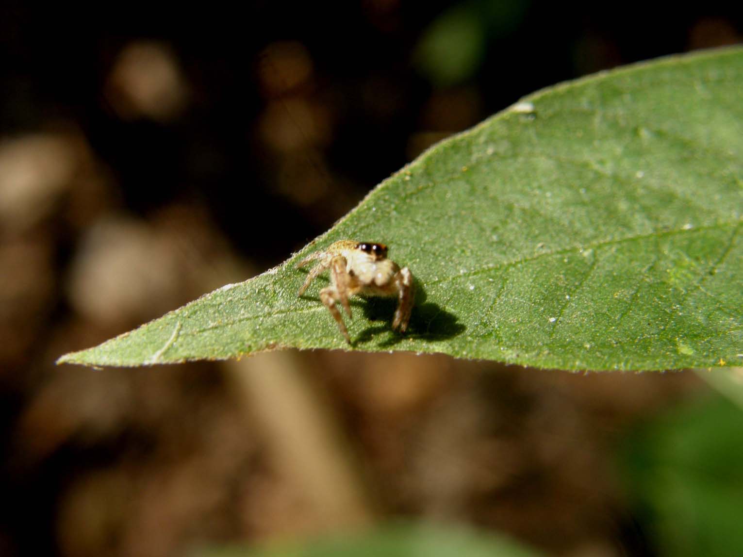 C. xanthogramma ; Menemerus sp.