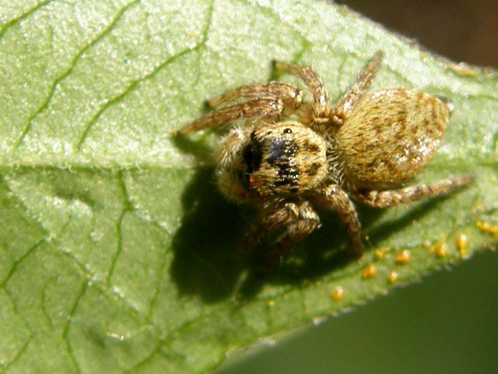 C. xanthogramma ; Menemerus sp.