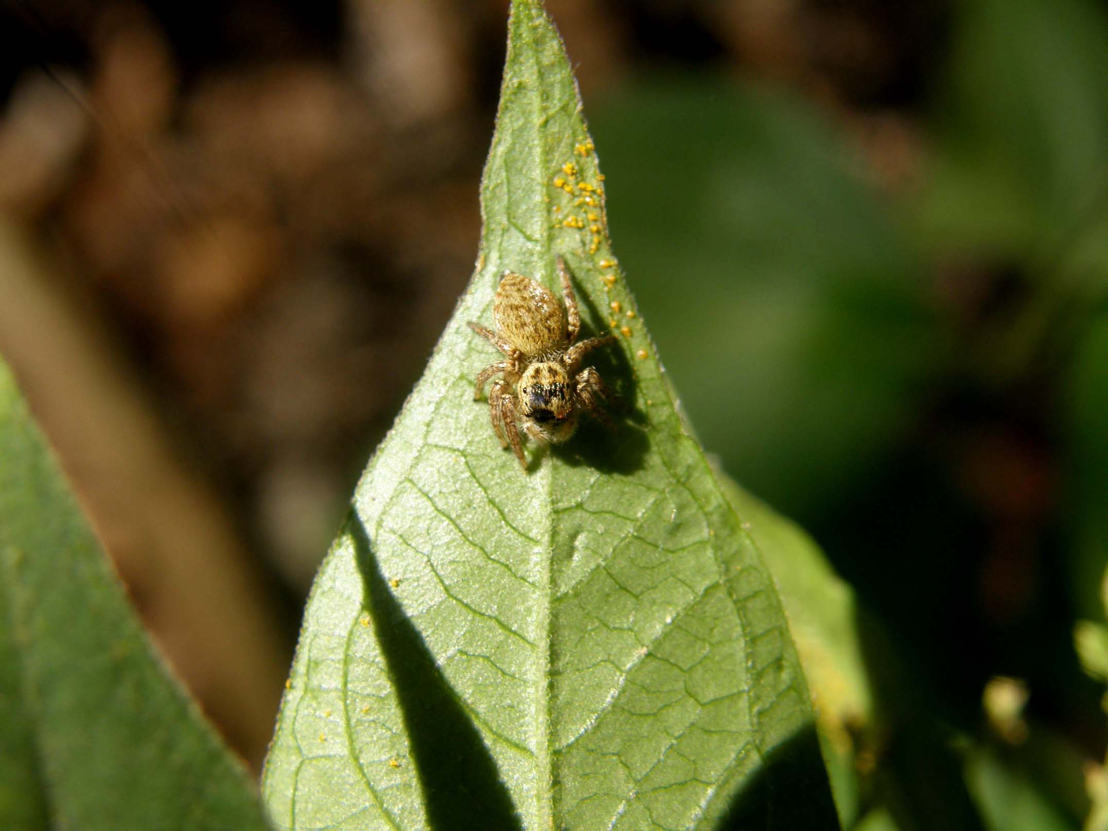C. xanthogramma ; Menemerus sp.